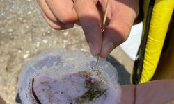 Plastik Üretimi 24 Yılda Yüzde 84 Arttı