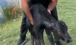 Suya düşen manda yavrusunu kurtardı