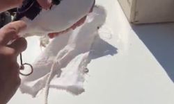 Van'da yasa dışı avcılık yapan şahsa para cezası kesildi