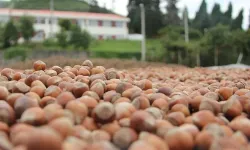 Ordu ve Giresun'daki fındık üretimine denetim