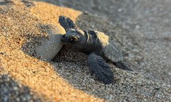Antalya Sahillerinden Mavi Sulara: 200 Bin Caretta Caretta Yavrusu Denize Ulaştı