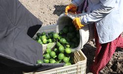 Adana’da limon üreticisinin pazar beklentisi