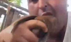 Alanya’daki Kuş Katliamı Cezasız Kalmadı: Görüntüleri Paylaşan Şahıs Tutuklandı