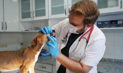 Antalya'da yangında kurtarılan köpekler yuva bekliyor