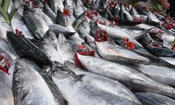 Karadeniz'de palamut bolluğu sürüyor