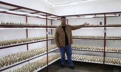Okuduğu makaleden etkilenip topraksız tarımla 15 bin safran yetiştirdi