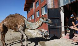 Türkiye’de Bir İlk: 7 Yaşındaki Deveye Kök Hücre Tedavisi!