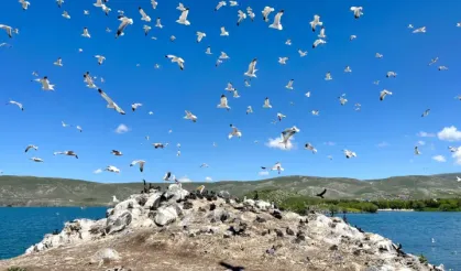 Çıldır Gölü, kuş cennetine döndü
