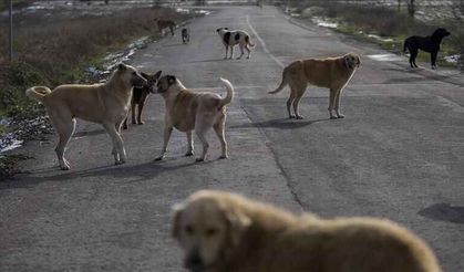 Mamak Kutludüğün Sokak Hayvanları Bakımevi çalışmalara başladı
