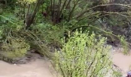 Hafif ticari araç dereye düştü