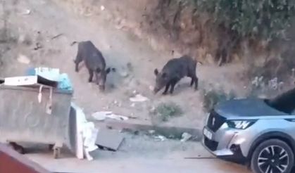 Hatay'da  yaban domuzları yerleşim alanına indi