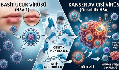 Uçuk virüsü kanserle savaşıyor: Bilim insanlarından çarpıcı tedavi yöntemi