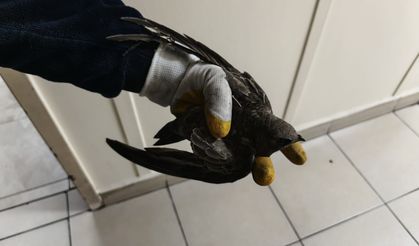 İpe dolanan ebabili kurtarmak için seferber olundu