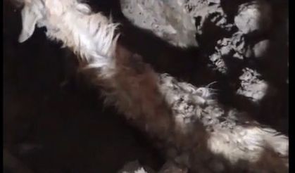 Sağanak nedeniyle ağıl çöktü: 6 keçi öldü