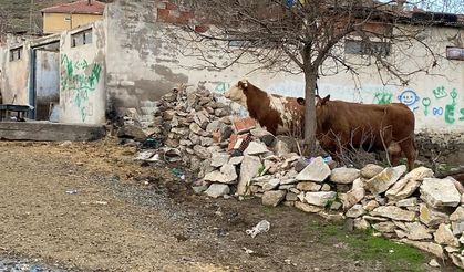 Yozgat'ta ahırın çatısı çöktü: 6 büyükbaş kurtarıldı!
