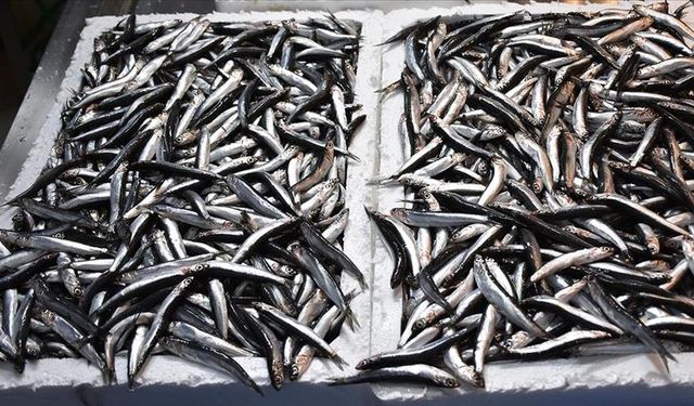 Hamsi ihracatındaki gelir 9 milyon doları geçti