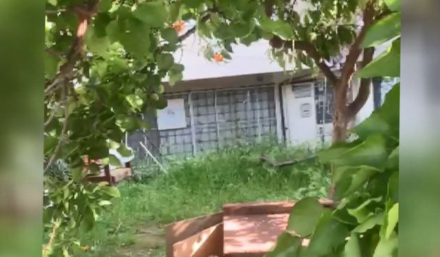 Apartman bahçesindeki 8 yavru kedi katledildi