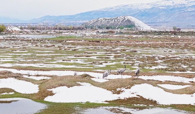 Ekşisu Sazlığı’nda turnalar ve yavruları görüntülendi