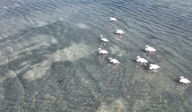Flamingoların ilk kafilesi, Van Gölü Havzası'na geldi