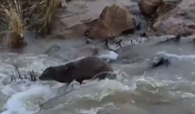 Kızılırmak'ta su samuru kameralara yakalandı