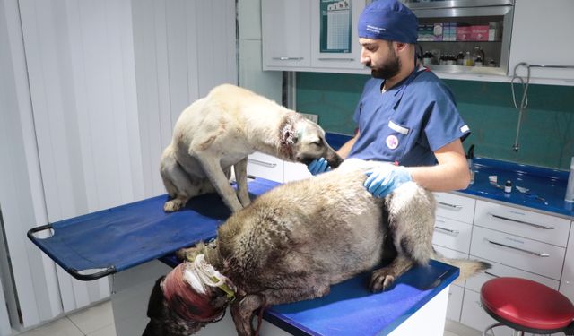 Kulakları kesilmiş 3 köpeğe şefkat eli uzatıldı