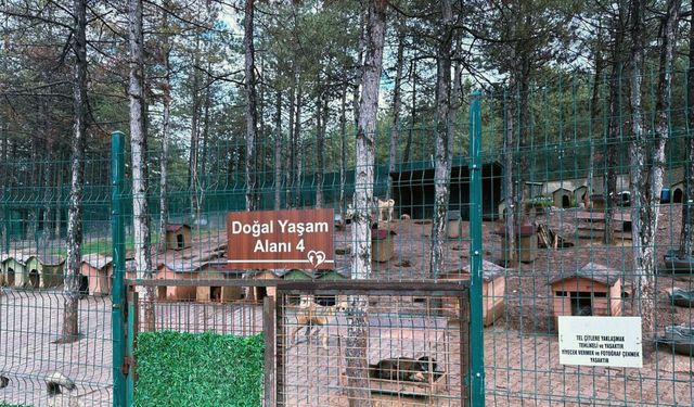 Sokak hayvanlarına doğal yaşam alanları oluşturuluyor