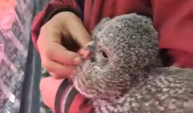 Yuvasından düşen yavru baykuşu kasaba götürüp etle beslediler