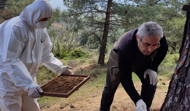 5 Bin 'Terminatör Böcek' Doğaya Salındı