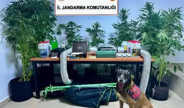Hint keneviri yetiştiren öğretmene gözaltı
