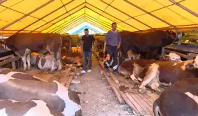 1 Ton 400 Kiloluk Boğa 'Yusuf' 420 Bin TL’den Satışta