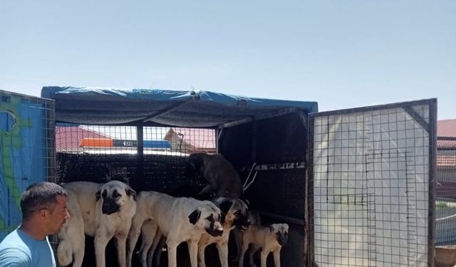 Sivas'ta sokak hayvanları toplanıyor