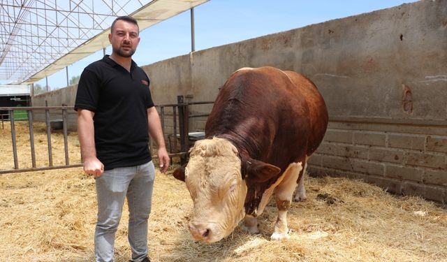 1,5 Tonluk  'Poyraz', Alıcısını Bekliyor