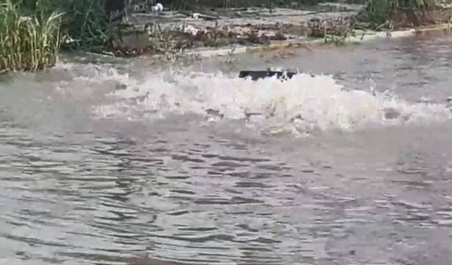 Bandırma’da sağanak etkili oldu