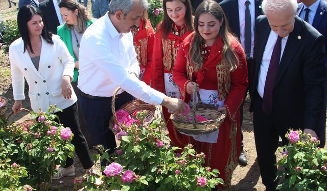 Edirne gülü için törenli hasat