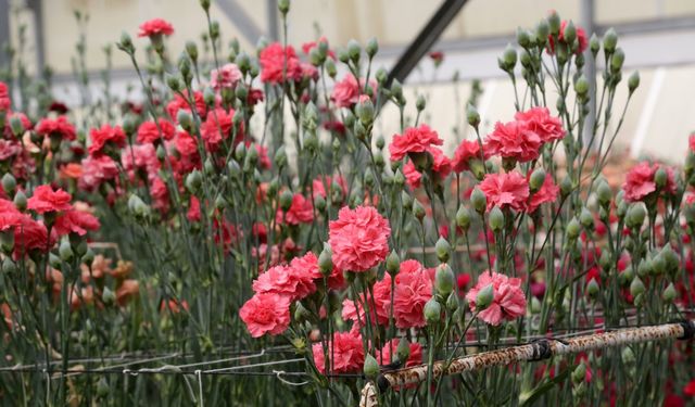 Karanfilde Fusarium Hastalığına Karşı Yerli Çözüm