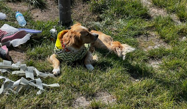 Köpek Çocuğu Isırdı