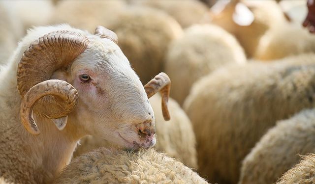 Adana'da, orman yangınları için kurban kesildi