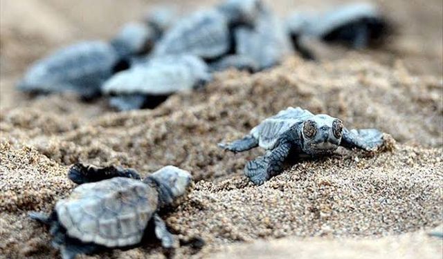 Caretta Caretta’ların ilk yuvaları Belek’te görüldü