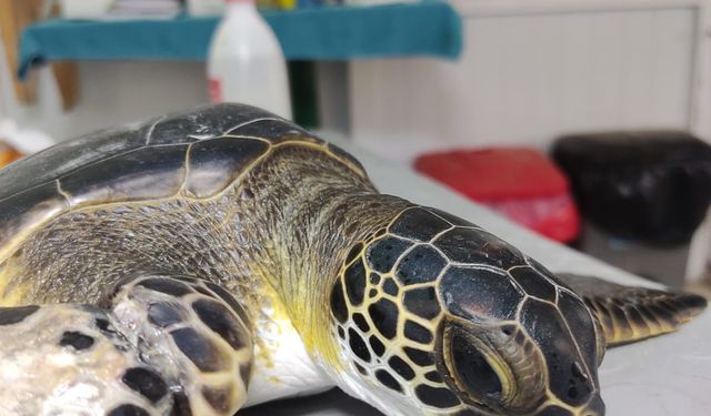 Deniz kaplumbağalarının tedavisi tamamlandı