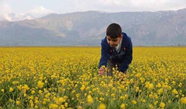 Hakkari çiçeklerle renklendi