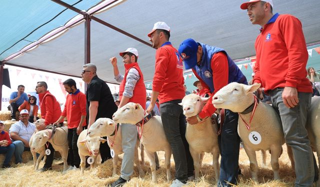 Kayseri'de koyun güzellik yarışması düzenlendi