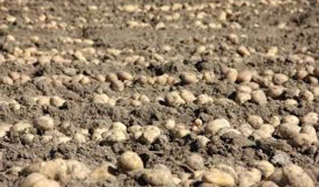 Nevşehir'de Patates Siğili Karantinası Kaldırıldı