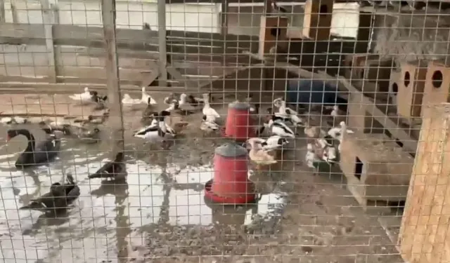 Sakarya’da 102 egzotik hayvan ele geçirildi