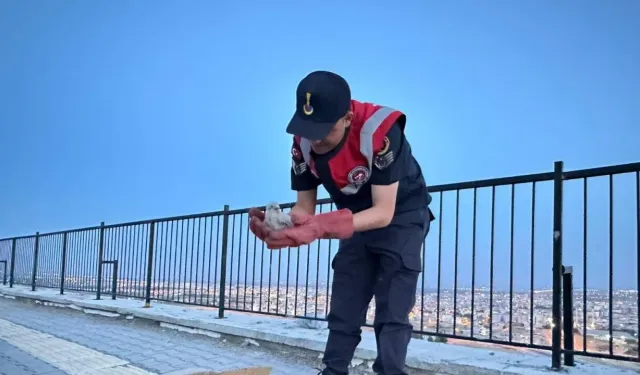 Kilis’te, yavru kartallar koruma altına alındı
