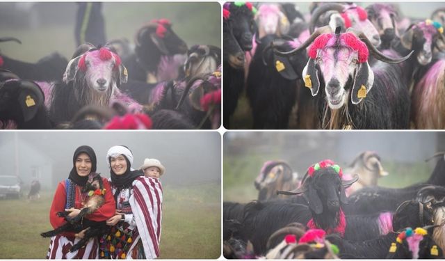 Sakarya'da Rengarenk Hayvanlar Yaylaya Göç Etti