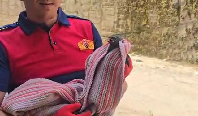 Karga Banyoda 2 Gün Boyunca Mahsur Kaldı