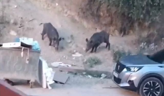 Hatay'da  yaban domuzları yerleşim alanına indi