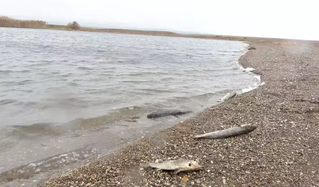Çanakkale'de çay kurudu!