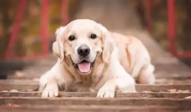 Köpekler Parkinson’u Koklayarak Tespit Edebiliyor