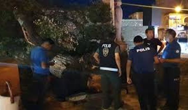 Ağaç devrilmesi sonucu 1 kişi yaralandı